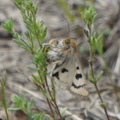 Heliothis acesias