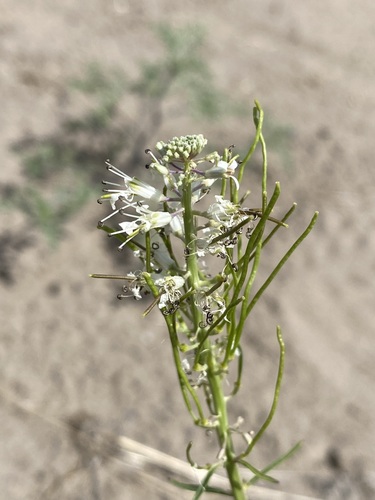 Image of Thelypodium milleflorum by (c) Matt Berger, some rights reserved (CC BY)