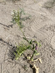 Thelypodium milleflorum