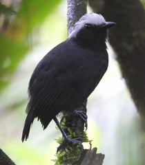 Myrmoborus leucophrys