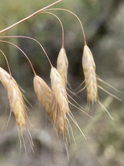 Bromus squarrosus