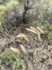Bromus squarrosus