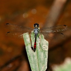 Nesoxenia lineata