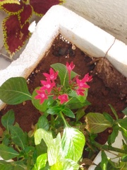 Pentas