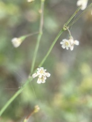 Eriogonum cernuum