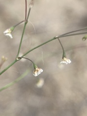 Eriogonum cernuum