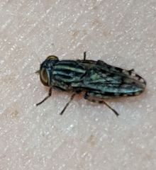 Paroedopa punctigera