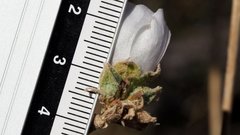 Malacothamnus enigmaticus