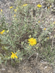 Heterotheca depressa