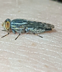 Paroedopa punctigera