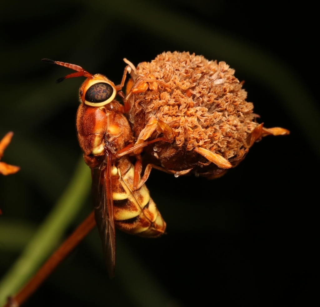 Hermetia hunteri
