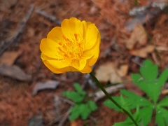 Trollius sibiricus