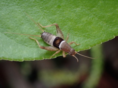 Ornebius infuscatus
