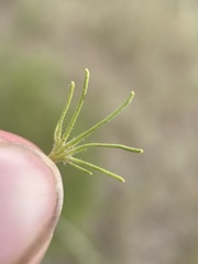 Cordylanthus ramosus