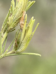 Cordylanthus ramosus