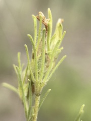 Cordylanthus ramosus