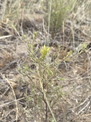 Cordylanthus ramosus