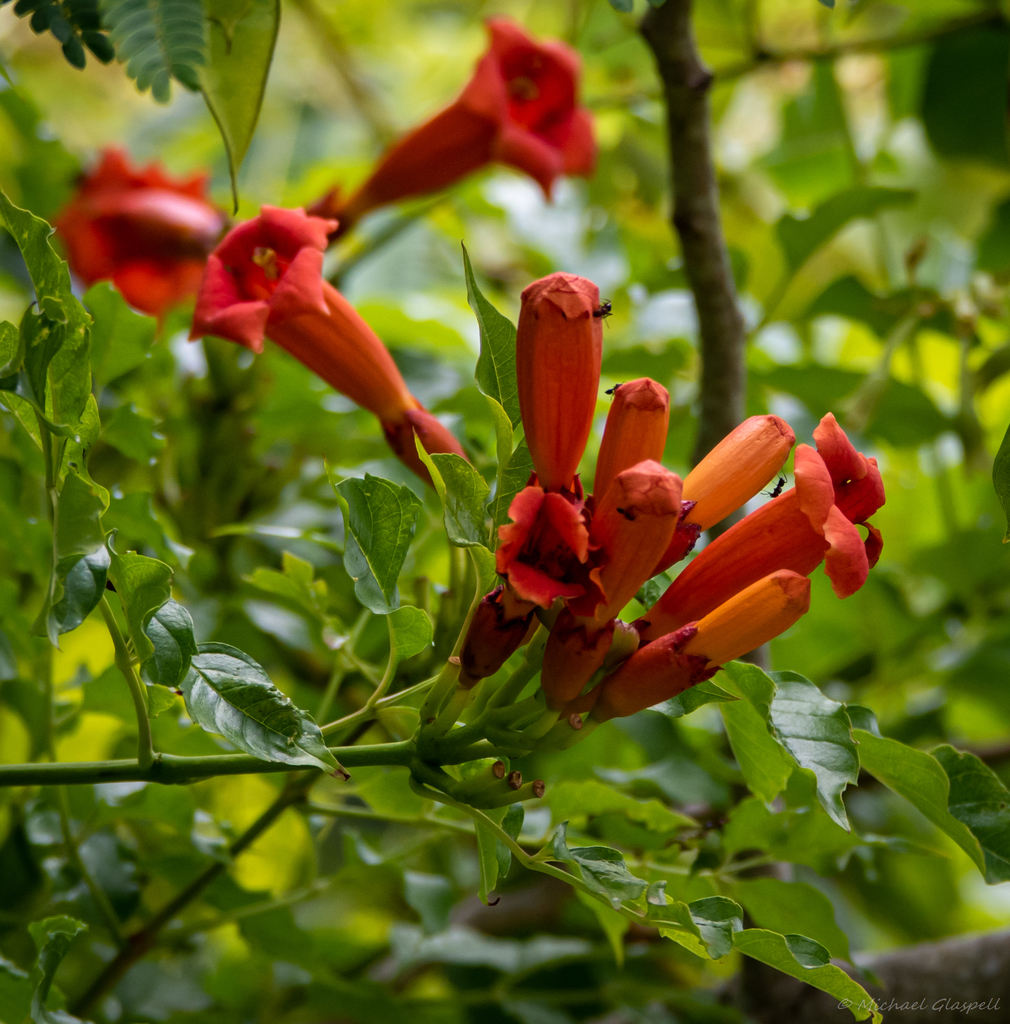 American trumpet vine from Lafourche Parish, LA, USA on July 1, 2021 at