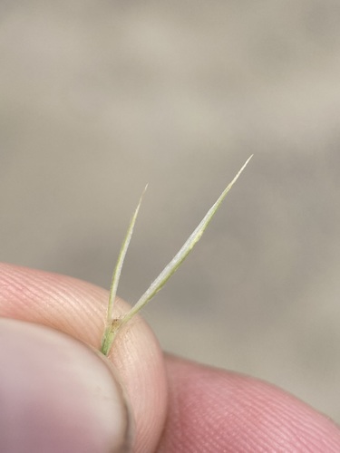 Image of Leymus flavescens by (c) Matt Berger, some rights reserved (CC BY)