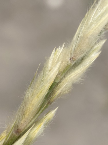 Image of Leymus flavescens by (c) Matt Berger, some rights reserved (CC BY)