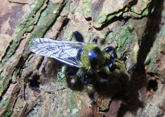 Laphria partitor