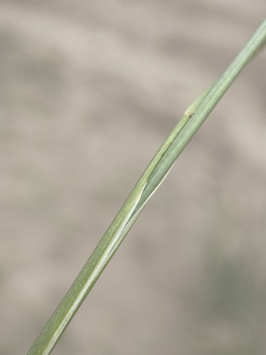 Image of Leymus flavescens by (c) Matt Berger, some rights reserved (CC BY)