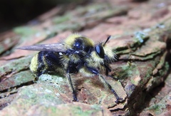 Laphria partitor