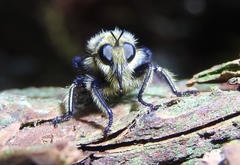 Laphria partitor