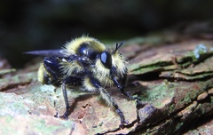 Laphria partitor