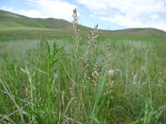 Poa attenuata