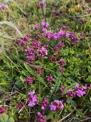 Thymus subarcticus