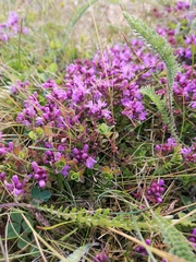Thymus subarcticus