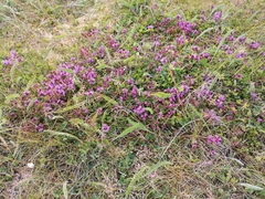 Thymus subarcticus