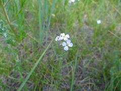 Dontostemon integrifolius