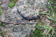 Plethodon metcalfi