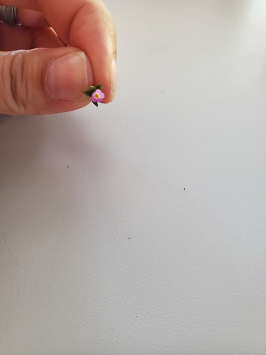 iNaturalist observation photo of Dicots