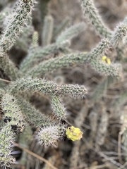 Cylindropuntia whipplei