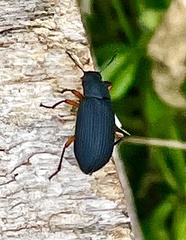 Haplandrus fulvipes