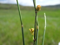 Ephedra sinica