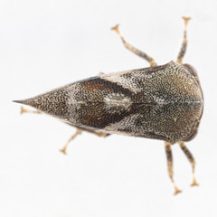 Cyrtolobus pallidifrontis