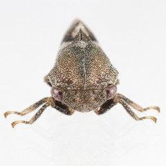 Cyrtolobus pallidifrontis