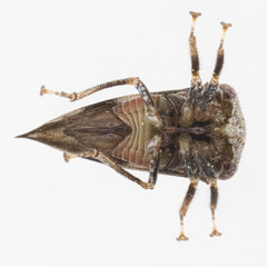 Cyrtolobus pallidifrontis