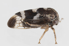 Cyrtolobus pallidifrontis