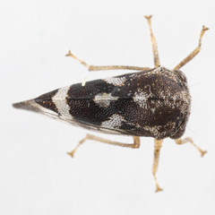 Cyrtolobus pallidifrontis