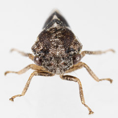 Cyrtolobus pallidifrontis