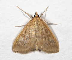 Mecyna submedialis