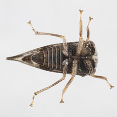 Cyrtolobus pallidifrontis