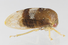 Cyrtolobus maculifrontis