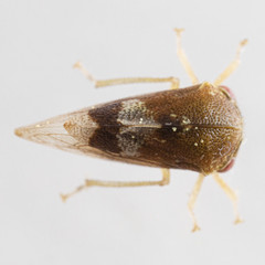 Cyrtolobus maculifrontis