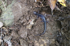 Plethodon metcalfi